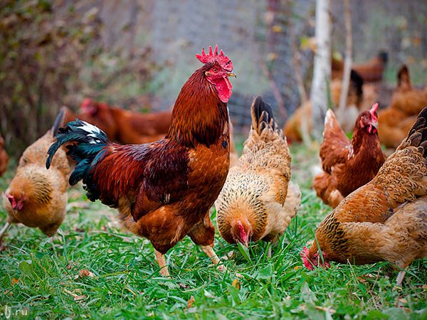 Породы куриц | ЗооТом - продажа, вязка и услуги для животных в Лабытнанги