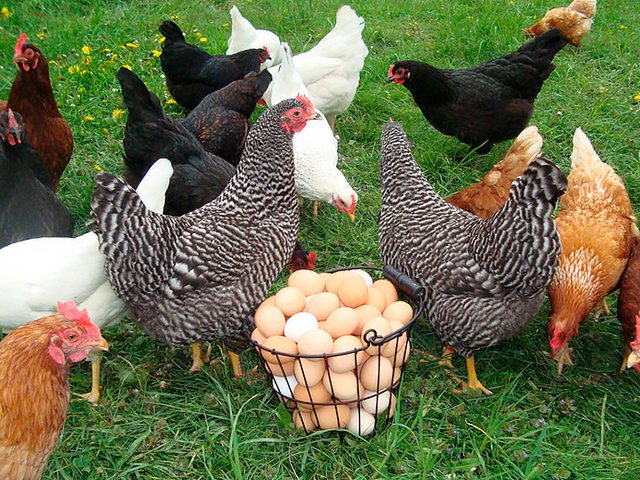 Содержание кур и уход за ними | ЗооТом - продажа, вязка и услуги для животных в Лабытнанги