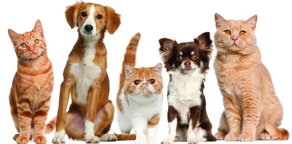 Доска объявлений о животных | ЗооТом - продажа, вязка и услуги для животных в Лабытнанги