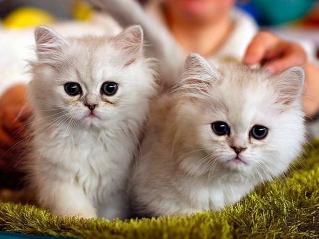 Породы кошек в Лабытнанги | ЗооТом портал о животных
