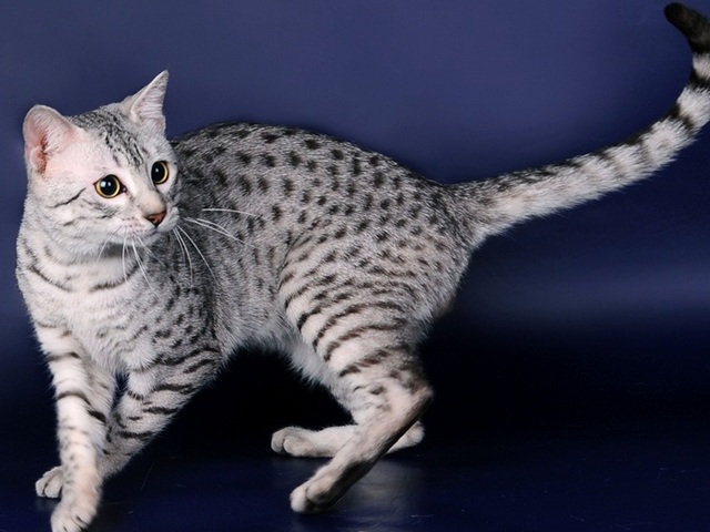 Породы кошек в Лабытнанги | ЗооТом портал о животных