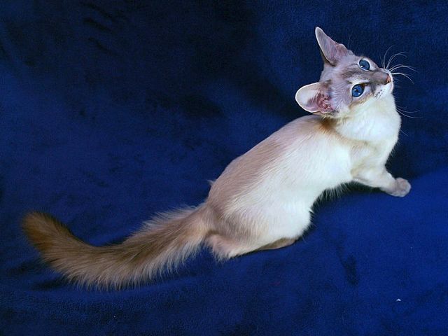 Выведенные породы кошек в Лабытнанги | ЗооТом портал о животных