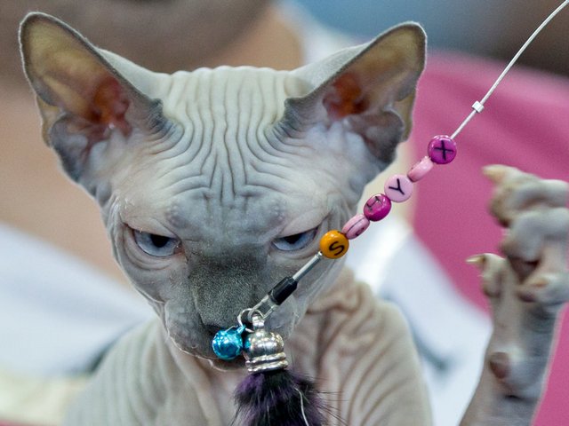 Выставки кошек в Лабытнанги | ЗооТом портал о животных