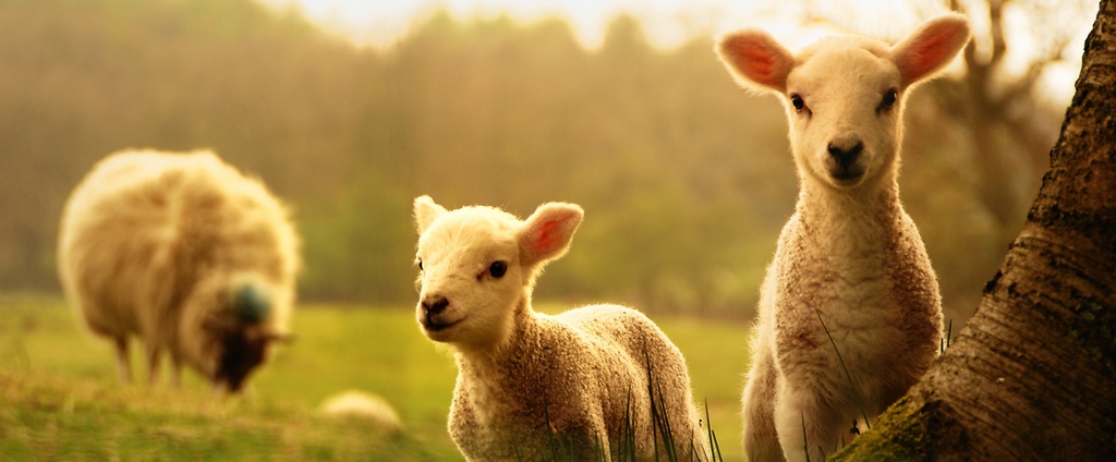 Объявления о сельскохозяйственных животных | ЗооТом - продажа, вязка и услуги для животных в Лабытнанги