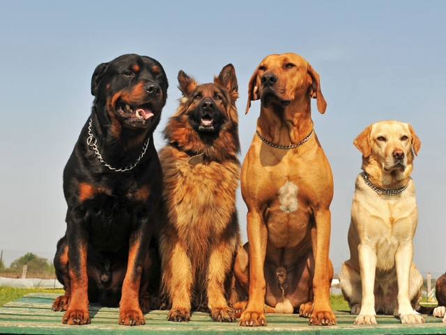 Крупные породы собак в Лабытнанги | ЗооТом портал о животных